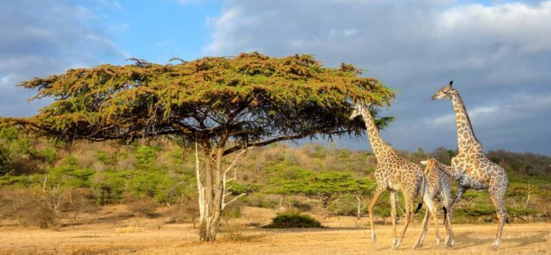 Dar es Salaam: Nyerere National Park 2-Day Camping Safari - Key Points