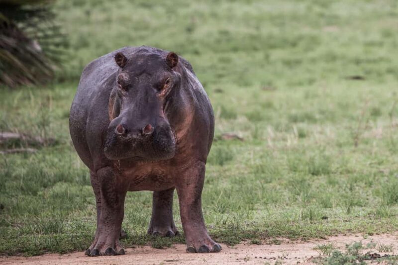 Dar es Salaam: Nyerere National Park 2-Day Camping Safari - Introduction: What You Can Expect from This Safari