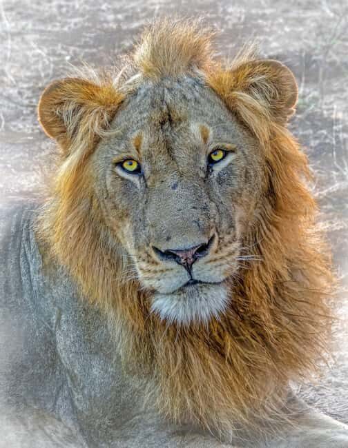 Dar es Salaam: Nyerere National Park 2-Day Camping Safari - FAQ
