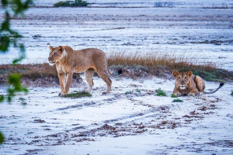 Dar es Salaam: Saadani National Park Day Trip - An In-Depth Look at the Saadani Day Trip