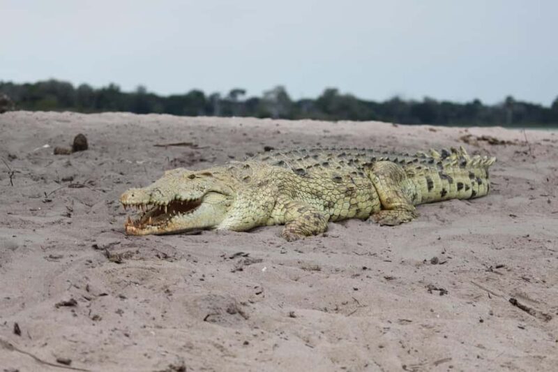 Dar es Salaam: Selous and Mikumi National Park 6-Day Tour - Key Points