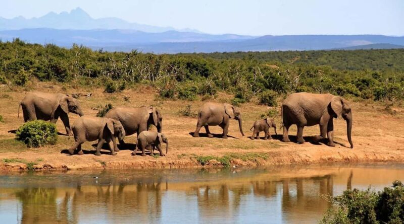 Dar es Salaam: Selous and Mikumi National Park 6-Day Tour - Introduction to the Tour