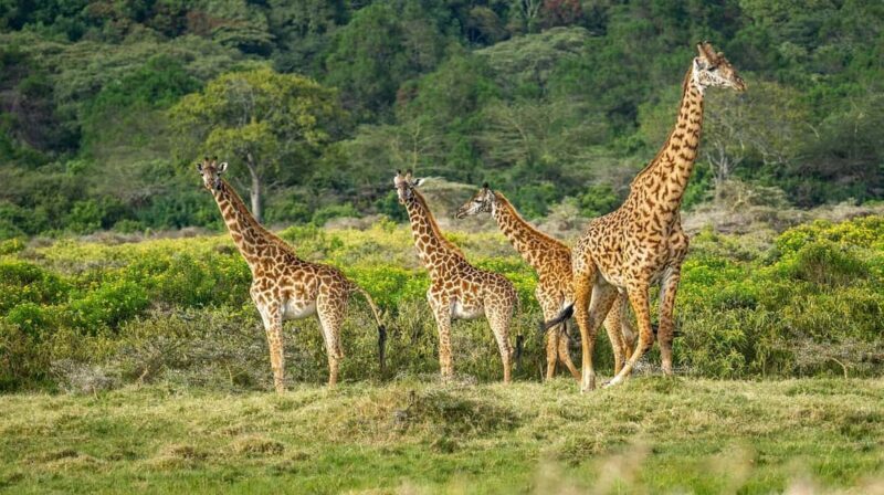 Dar es Salaam: Selous and Mikumi National Park 6-Day Tour - What’s Included and What’s Not