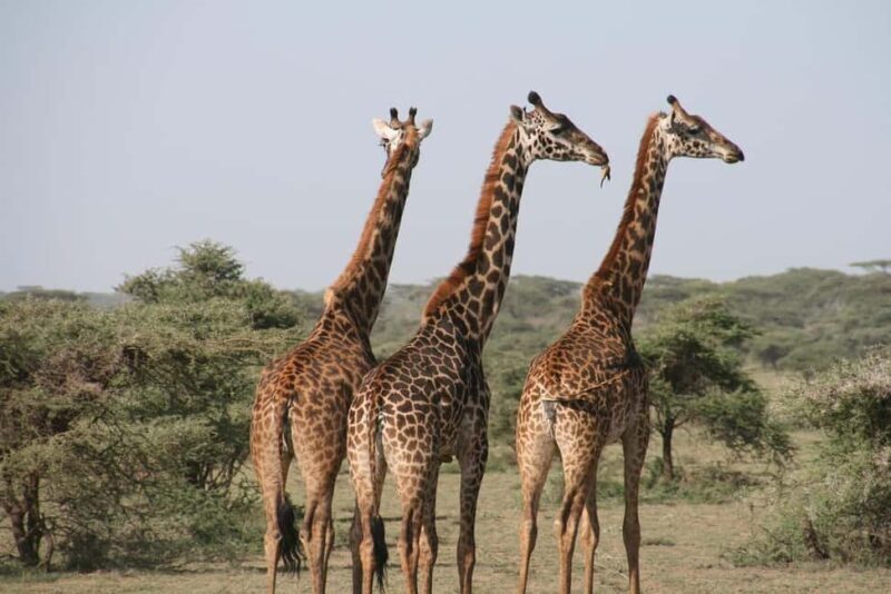 Dar es Salaam: Selous Game Reserve 3-Day Safari & Boat Tour - Who Will Love This Trip?