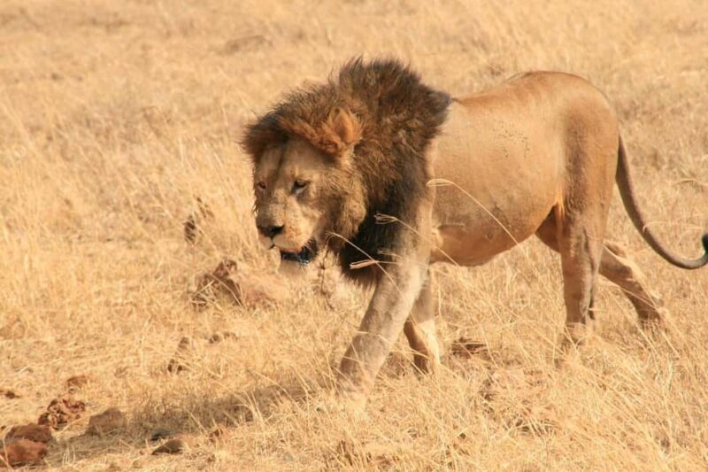 Dar es Salaam: Selous Game Reserve 3-Day Safari & Boat Tour - FAQ
