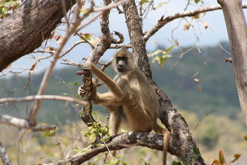 Dar es salaam:2 Days Amazing Maasai & Mikumi National Park - Key Points