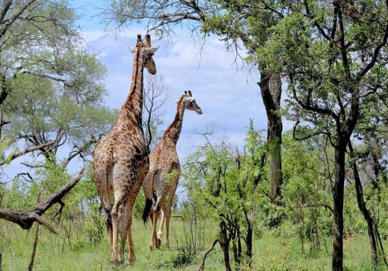 Dar es salaam:2 Days Amazing Maasai & Mikumi National Park - What’s Included and What’s Not