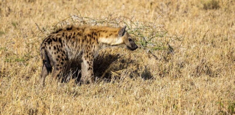 Dar es salaam:2 Days Amazing Maasai & Mikumi National Park - Wildlife Watching and Photography Tips