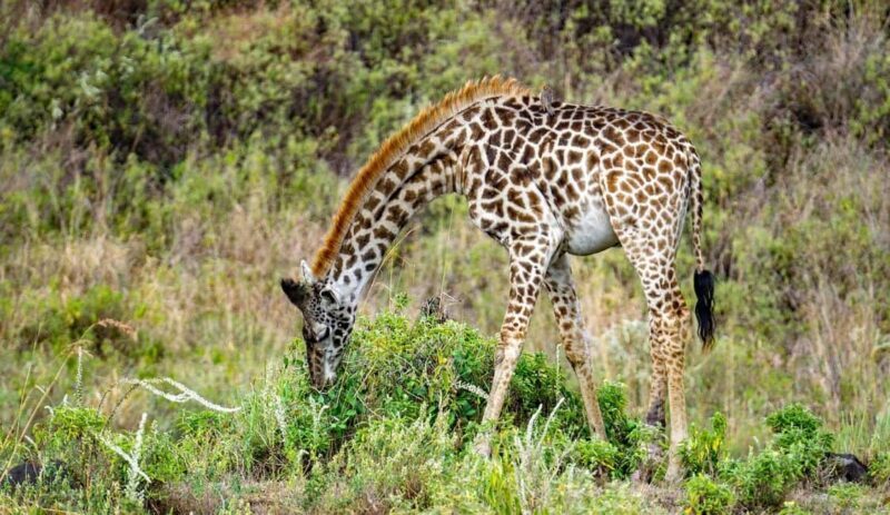 Dar es salaam:2 Days Amazing Maasai & Mikumi National Park - Overall Value and Suitability