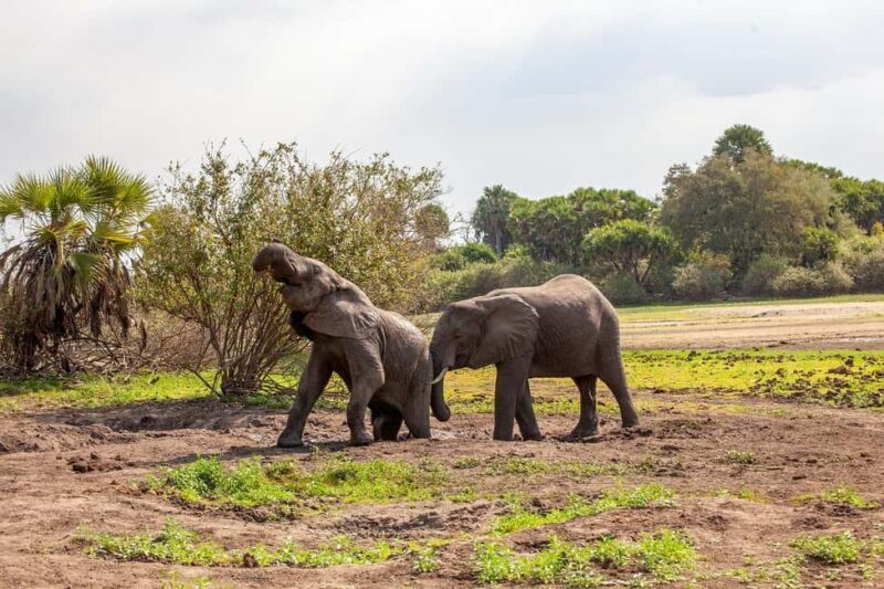 Dar es salaam:2 Days Amazing Maasai & Mikumi National Park - The Sum Up