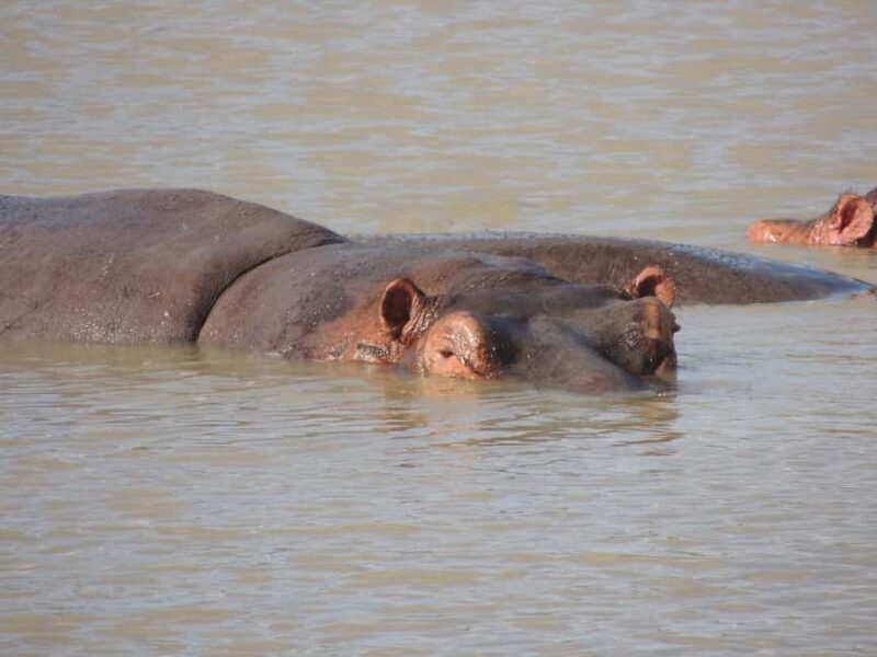 Dar es salaam:2 Days Amazing Maasai & Mikumi National Park - FAQs