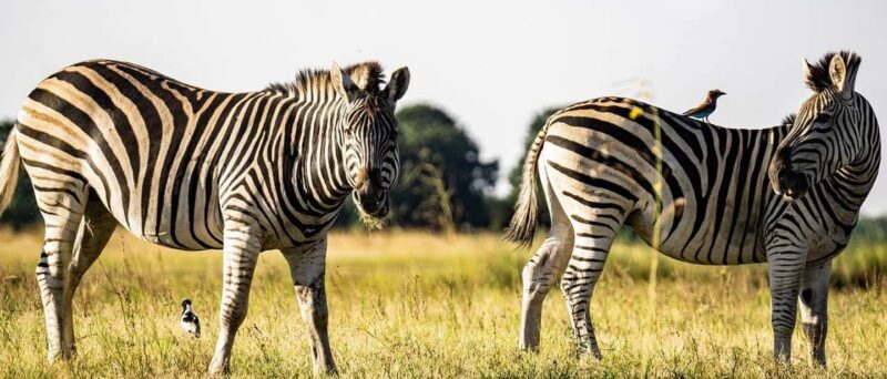 Dar es Salaam:3Day Mikumi Safari & Waterfall &Open roof Jeep - Key Points