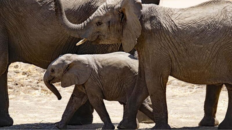 Dar es Salaam:3Day Mikumi Safari & Waterfall &Open roof Jeep - Introduction: A safari with a twist, and then some