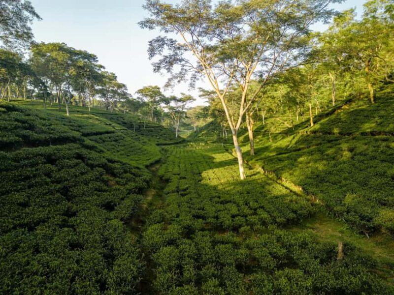 Darjeeling: 4 Day Tour w Tea Garden Visit, transfers & stay - An Honest Look at the 4-Day Darjeeling Tour