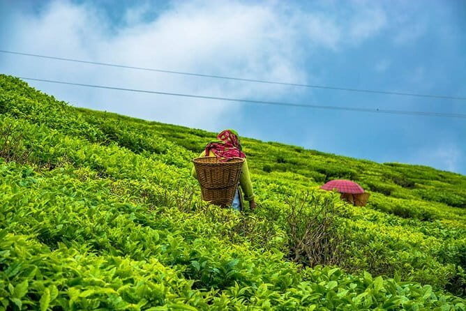 Darjeeling Full-Day Sightseeing Tour with Guide & Transports - FAQ