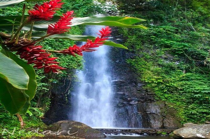 Dark View Falls Tour with Trubb Taxi Tours SVG - Final Thoughts