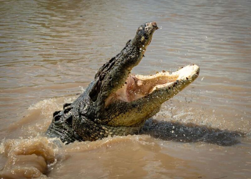 Darwin: Adelaide River Cruises, Jumping Crocodile Experience - Key Points