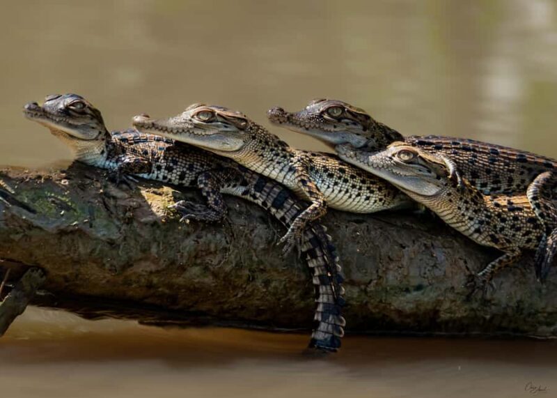 Darwin: Adelaide River Cruises, Jumping Crocodile Experience - What Makes This Tour Stand Out