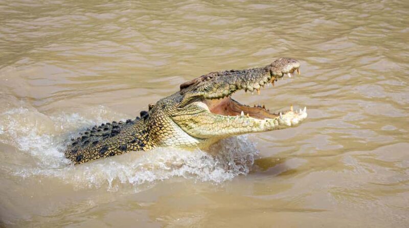 Darwin: Adelaide River Cruises, Jumping Crocodile Experience - The Experience and Safety