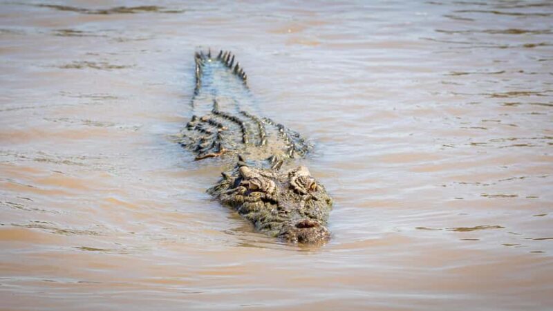 Darwin: Adelaide River Cruises, Jumping Crocodile Experience - Who Should Consider This Tour?