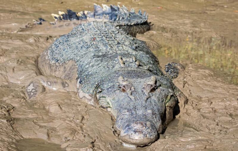 Darwin: Adelaide River Cruises, Jumping Crocodile Experience - FAQ