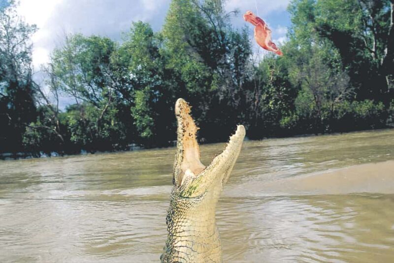 Darwin: Adelaide River Half-Day Jumping Crocs Cruise - An In-Depth Look at the Experience