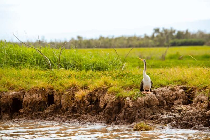 Darwin: Adelaide River Half-Day Jumping Crocs Cruise - FAQs