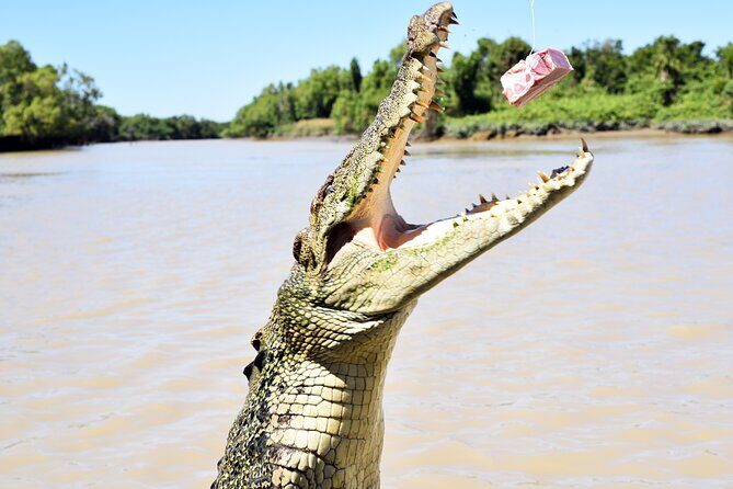 Darwin: Adelaide River Queen Original Jumping Crocodile Cruise - An Authentic Crocodile Encounter in Darwin