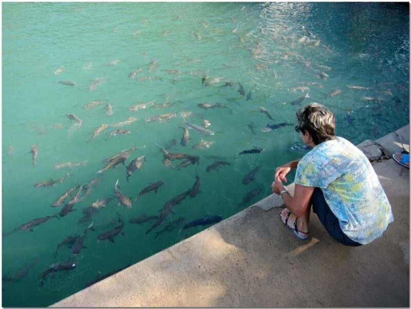 Darwin: Aquascene Fish Feeding Experience - An Authentic Encounter in Darwin’s Waters