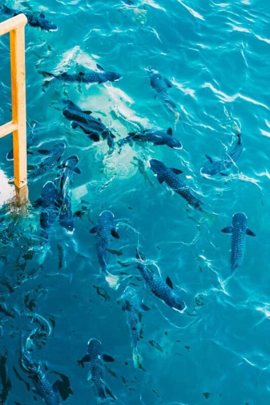 Darwin: Aquascene Fish Feeding Experience - Pricing and Value