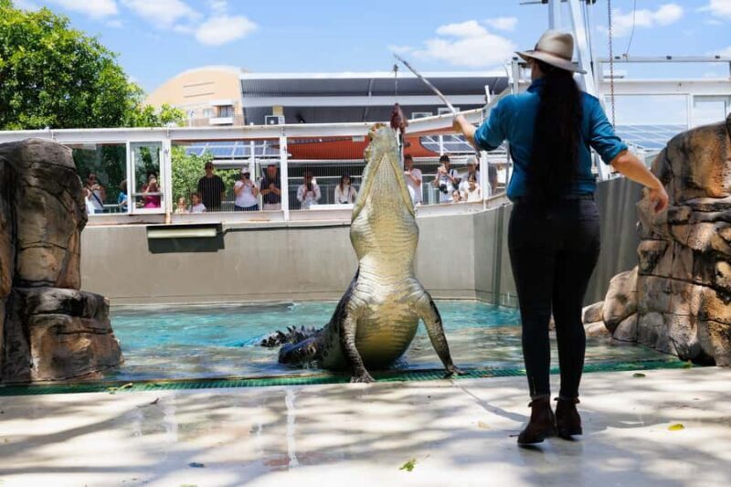Darwin: Crocosaurus Cove Entry & Hop-on-Hop-Off Bus Tour - Authentic Experiences and Traveler Opinions