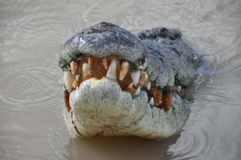 Darwin: Jumping Crocodile Adventure Cruise with Lunch - What to Expect and What It Means for You