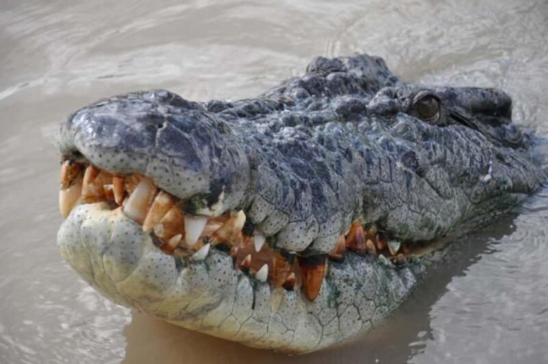 Darwin: Jumping Crocodile Adventure Cruise with Lunch - Who Should Consider This Tour?