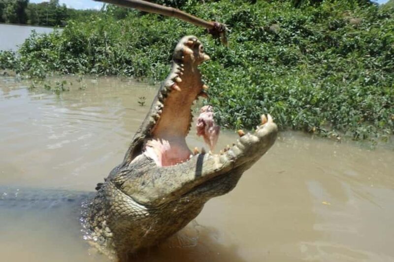 Darwin: Jumping Crocodile Adventure Cruise with Lunch - The Sum Up