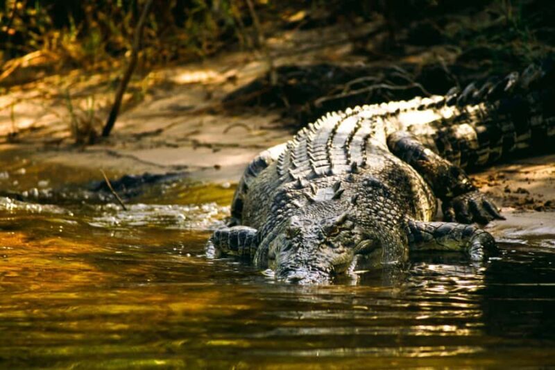 Darwin: Jumping Crocodile River Cruise with Shuttle Bus - A Scenic and Thrilling Wildlife Experience