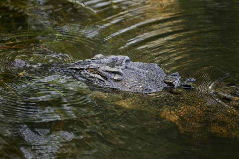 Darwin: Jumping Crocodile River Cruise with Shuttle Bus - The Sum Up