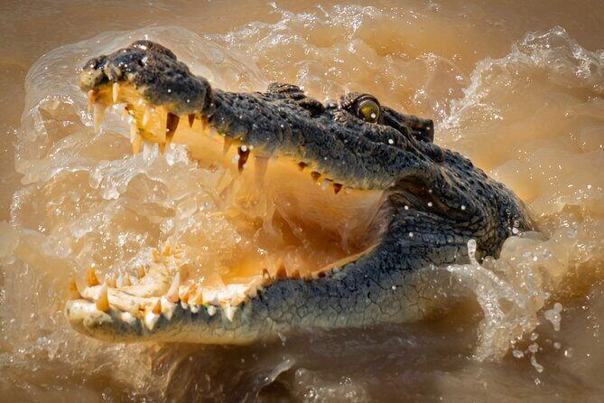 Darwin: Jumping Crocodiles & Barramundi Fishing tour - Key Points