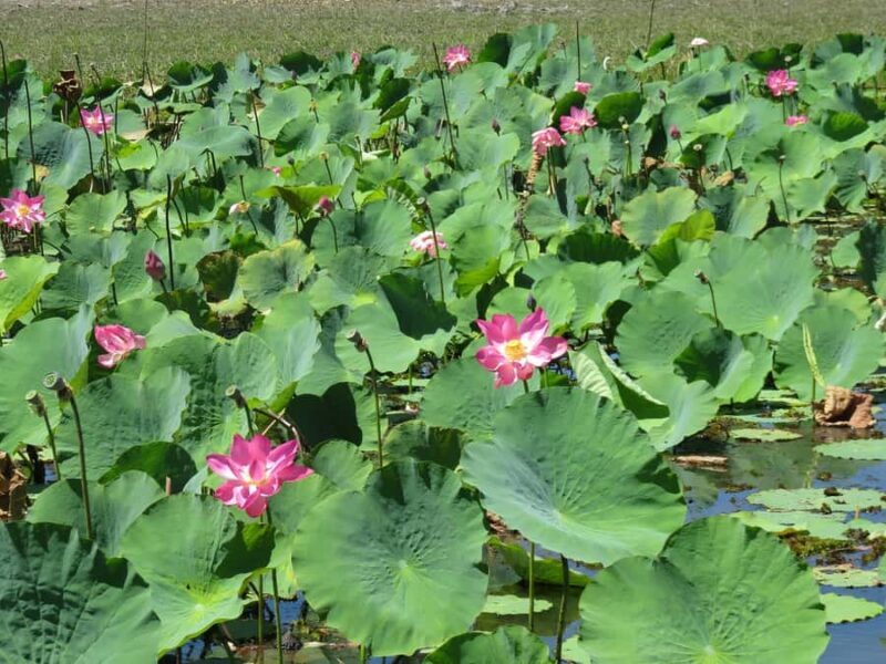 Darwin: Kakadu National Park Day Trip - The Sum Up
