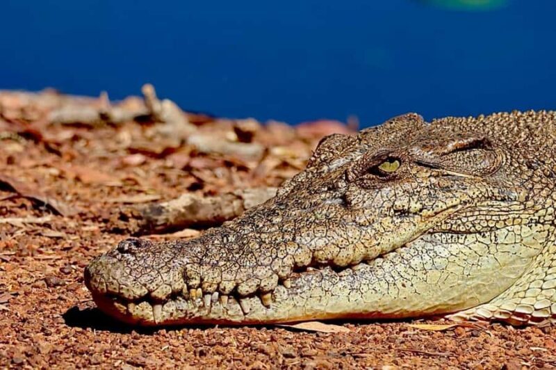 Darwin: Kakadu National Park & Wildlife Full Day Tour - The Sum Up