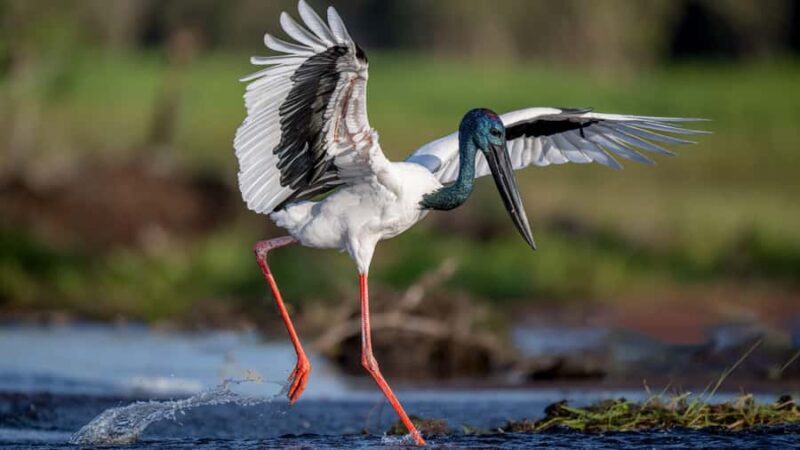 Darwin: Kakadu National Park, Yellow Water River Cruise - The Value of This Tour