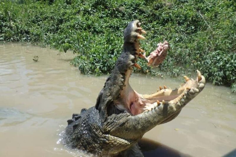 Darwin: Litchfield, Crocodile Cruise and Sunset Tour - Authentic Insights from Travelers