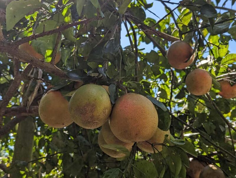 Darwin: Private Forage for an Outback Feast & Sightseeing - A Detailed Look at the Experience