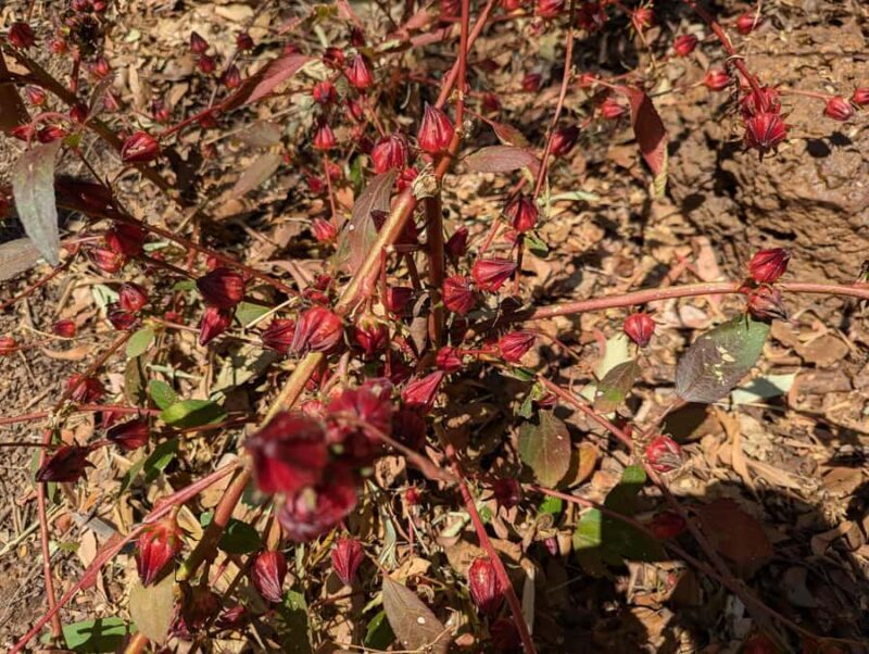 Darwin: Private Forage for an Outback Feast & Sightseeing - Value and Practicalities