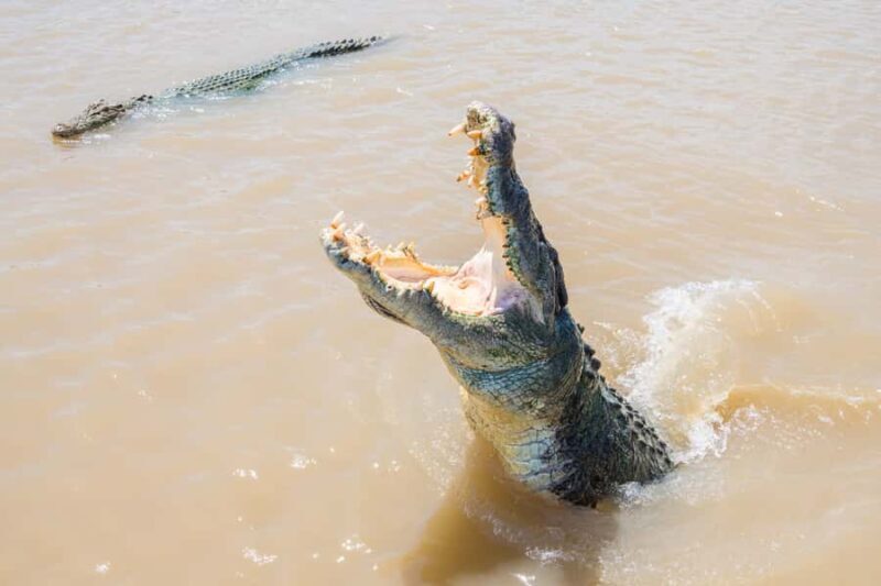 Darwin: Spectacular Jumping Crocodile Adelaide River Cruise - Final Thoughts