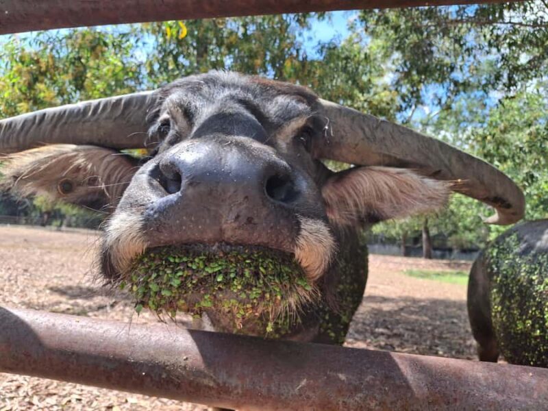 Darwin: Territory Wildlife Park Entry Ticket - An Introduction to Darwin’s Territory Wildlife Park