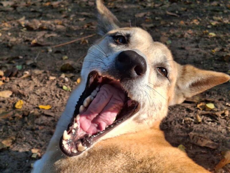Darwin: Territory Wildlife Park Entry Ticket - The Value of Your Ticket