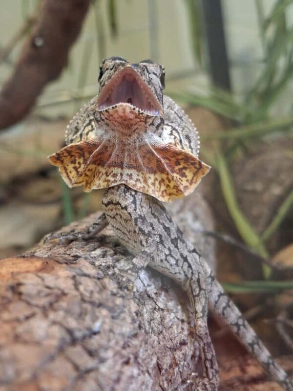 Darwin: Territory Wildlife Park Entry Ticket - Final Thoughts: Who Will Love This Experience?