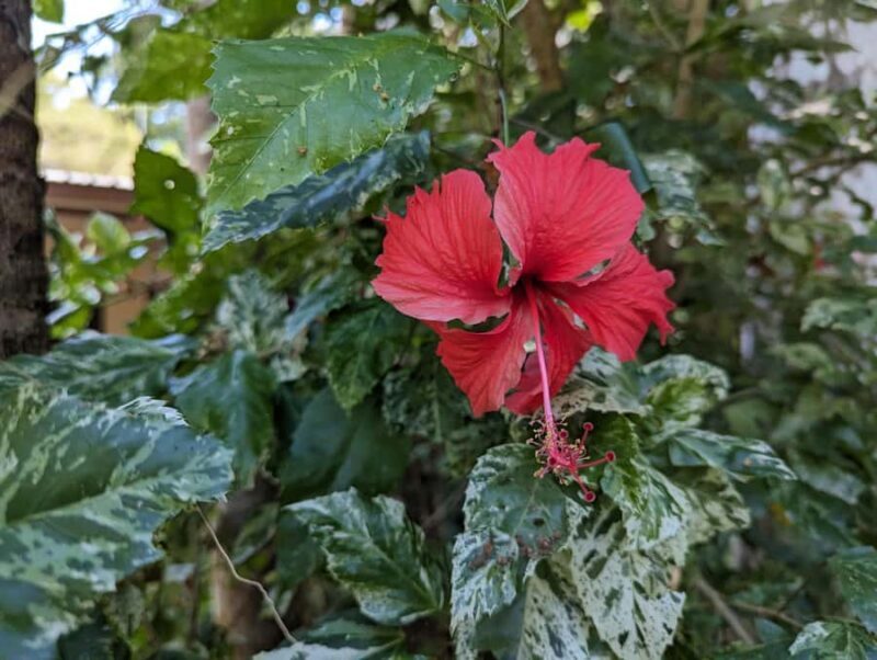 Darwin: Tropical Gardens, Outback Gourmet Meal & Sightseeing - An In-Depth Look at the Experience