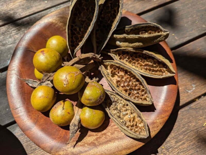 Darwin: Tropical Gardens, Outback Gourmet Meal & Sightseeing - FAQ