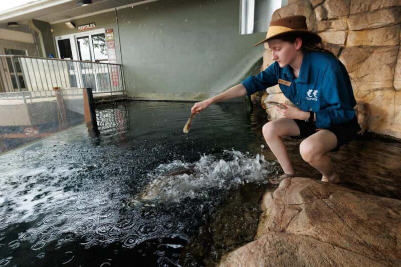 Darwin: Whipray Encounter with Entry to Crocosaurus Cove - Key Points